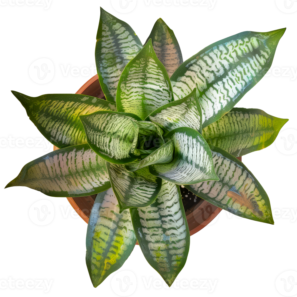 Top view of a vibrant, patterned snake plant in a terracotta pot cut ... Top view of a vibrant, patterned snake plant in a terracotta pot cut ...